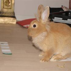 Kanin - Hugo min dreng § 