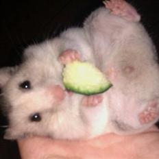 Hamster Perle