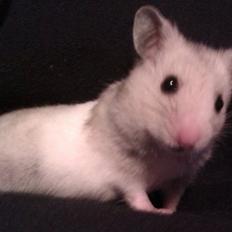 Hamster Perle