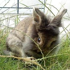 Kanin *Rikke&Sia / / Stald Jürs* Trunde