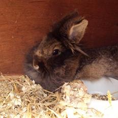 Kanin *Rikke&Sia / / Stald Jürs* Trunde