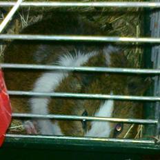 Marsvin | 'Hej' Manke |