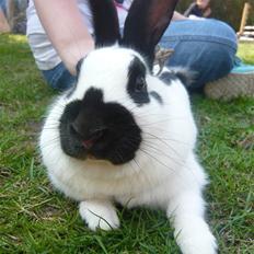 Kanin Team Winther`s Spidermann  <3 R.I.P.