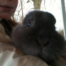 Kanin stald loppernes Gråbaby<3