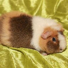 Marsvin Xikki Sommer Sky