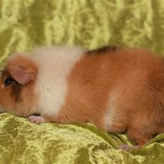 Marsvin Xikki Sommer Sky