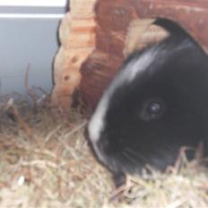 Marsvin Stribe R.I.P "Sabrinas"