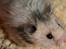 Hamster Krumme *RIP 13/2 2012*