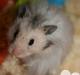 Hamster Krumme *RIP 13/2 2012*