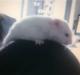 Hamster Mr. Snowflake