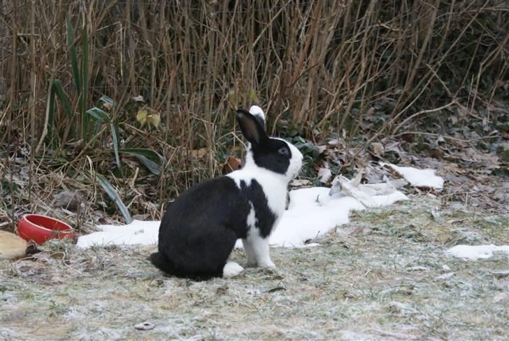 Kanin | Django R.I.P. billede 13