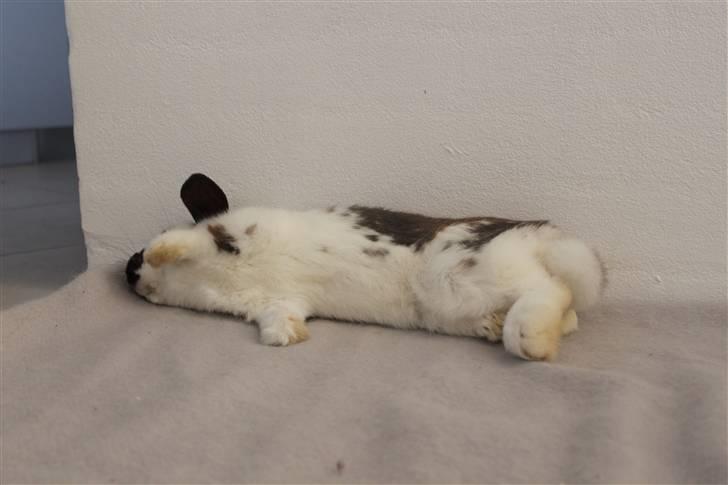 Kanin Hønsehusets Prazo Wabanaki billede 9