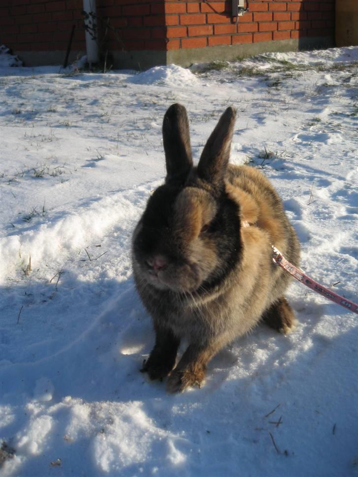 Kanin Stella - Hans sidste dag :´-( RIP! :´-(<3 billede 9