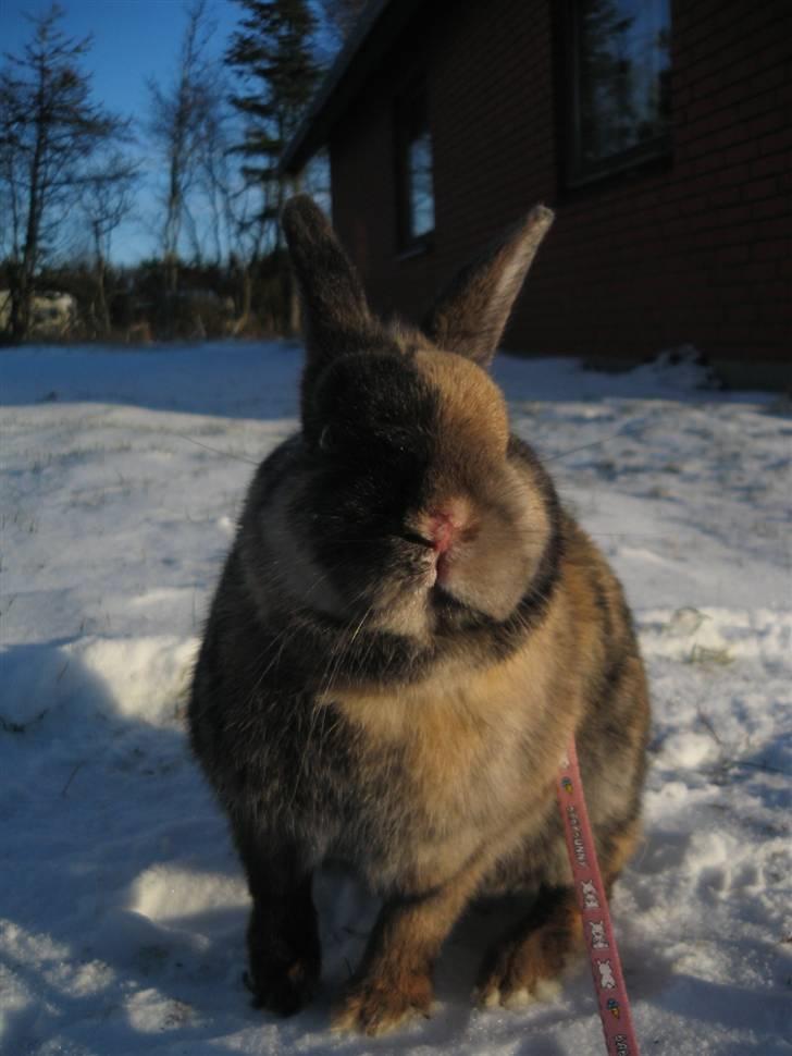 Kanin Stella - Hans sidste dag :´-( RIP! :´-(<3 billede 10