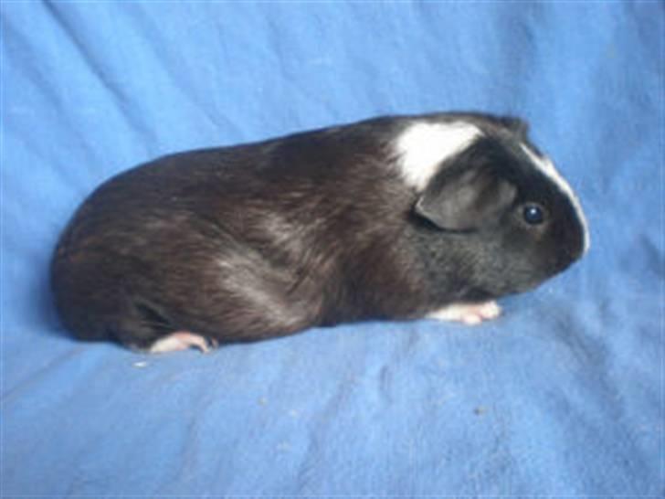 Marsvin molly billede 1