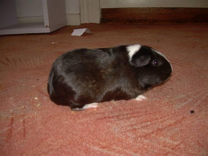 Marsvin molly billede 2