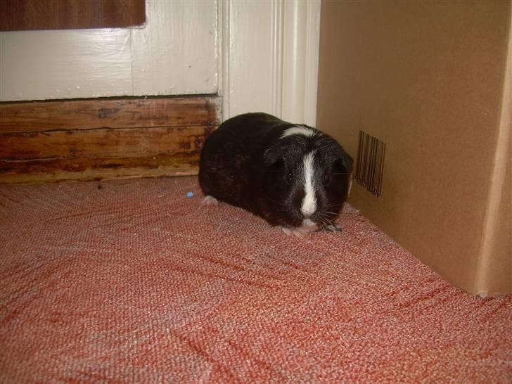 Marsvin molly billede 3