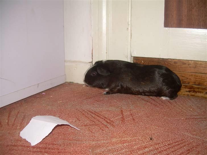 Marsvin molly billede 4