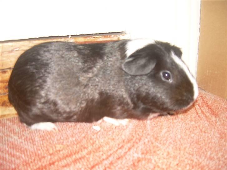 Marsvin molly billede 5