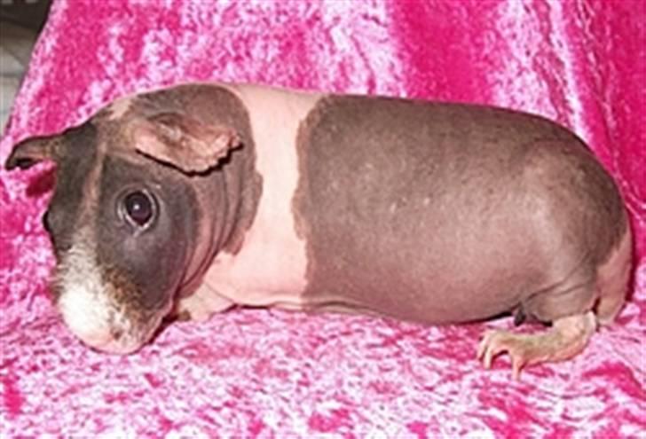 Marsvin Berta R.I.P billede 1