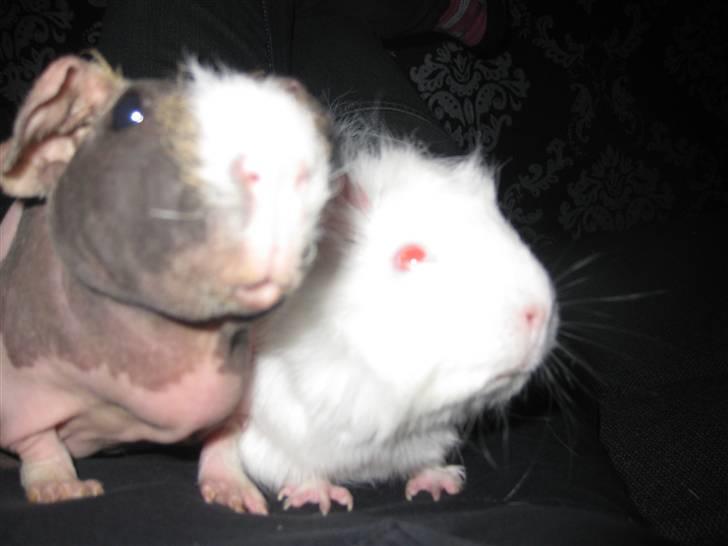 Marsvin Berta R.I.P billede 2