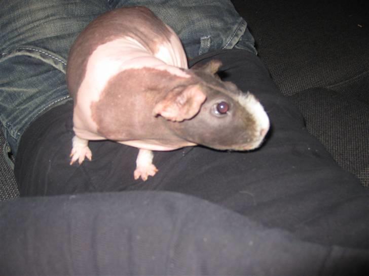 Marsvin Berta R.I.P billede 3