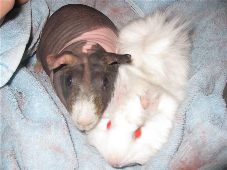 Marsvin Berta R.I.P billede 4