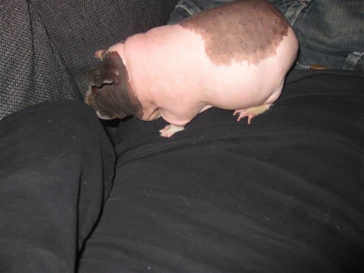 Marsvin Berta R.I.P billede 5