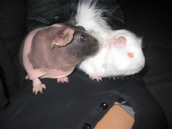 Marsvin Berta R.I.P billede 6