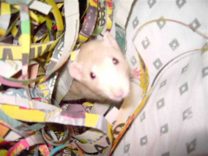 Tamrotte Bella RIP - Bella pigen. billede 1