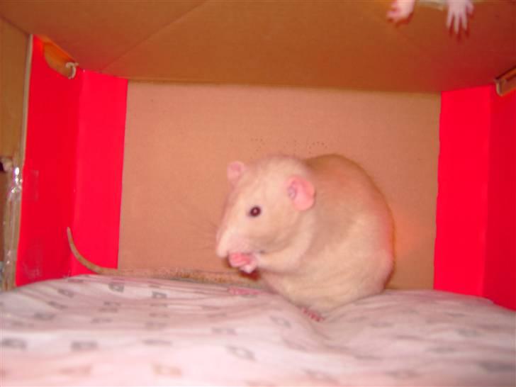 Tamrotte Bella RIP billede 2