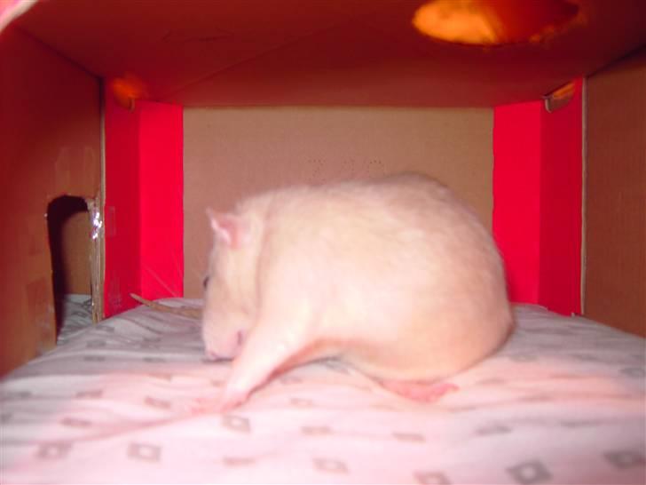 Tamrotte Bella RIP billede 3