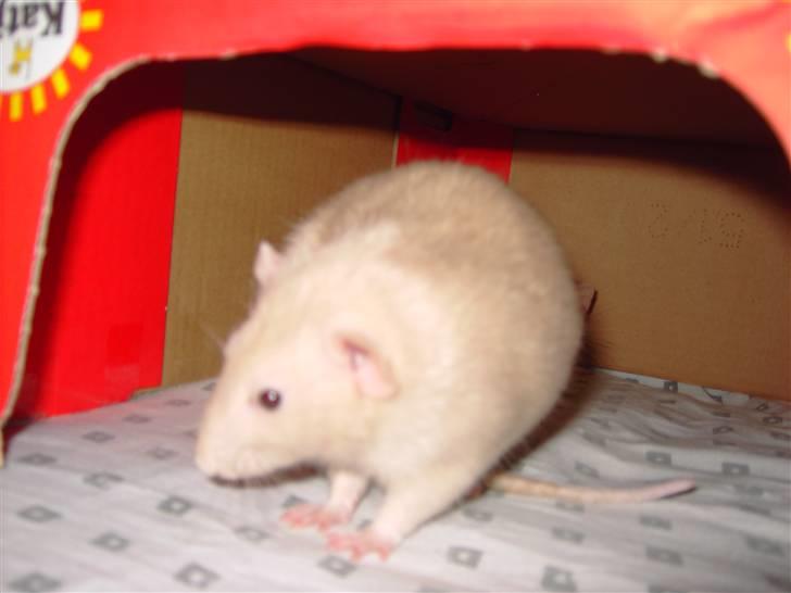 Tamrotte Bella RIP billede 4