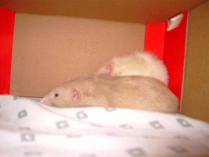 Tamrotte Bella RIP billede 5