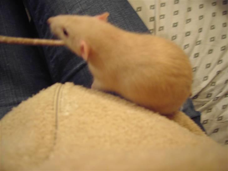 Tamrotte Bella RIP billede 6