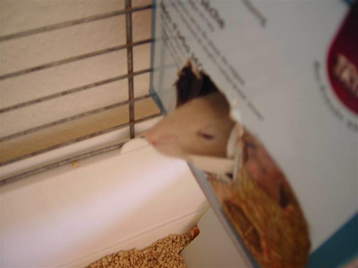 Tamrotte Bella RIP billede 7