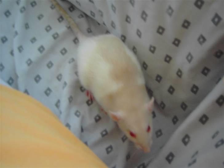 Tamrotte Boo RIP - Boo pigen. billede 1