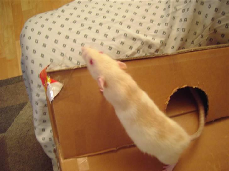 Tamrotte Boo RIP billede 2