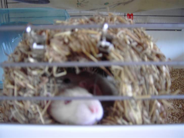 Tamrotte Boo RIP billede 3