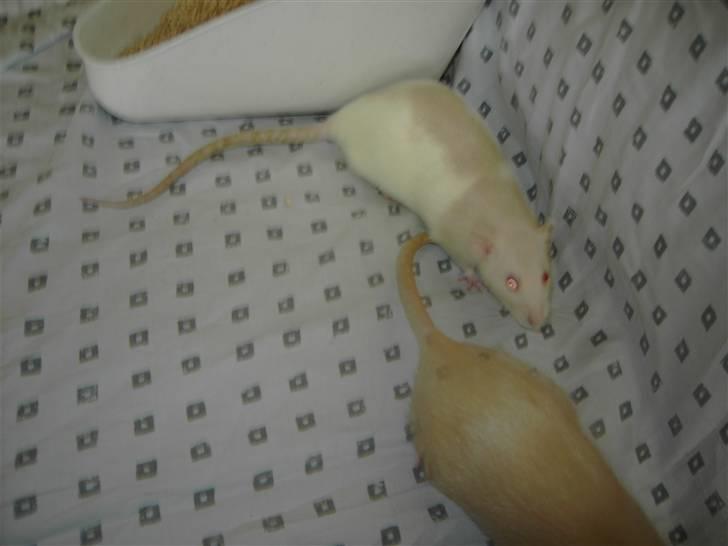 Tamrotte Boo RIP billede 4