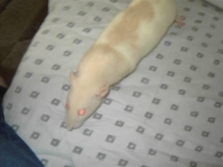 Tamrotte Boo RIP billede 5