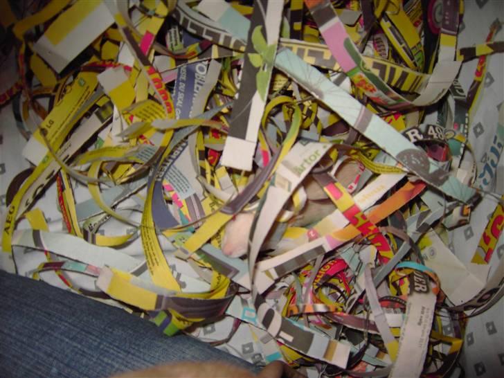 Tamrotte Boo RIP billede 6