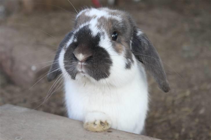 Kanin Hønsehusets Prazo Wabanaki billede 11