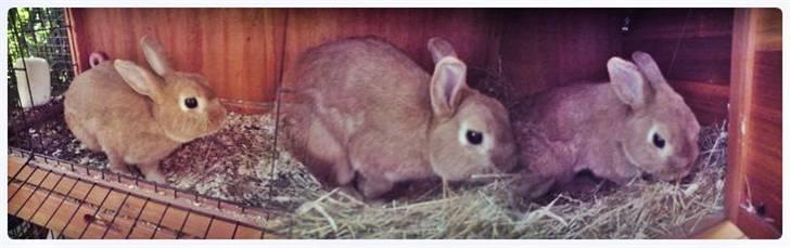 Kanin Alonso billede 5