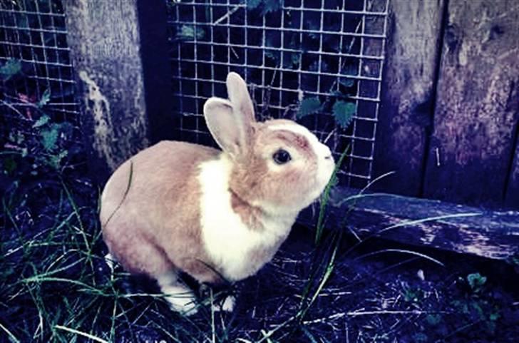 Kanin Cody - the Blue Eye <3 billede 4