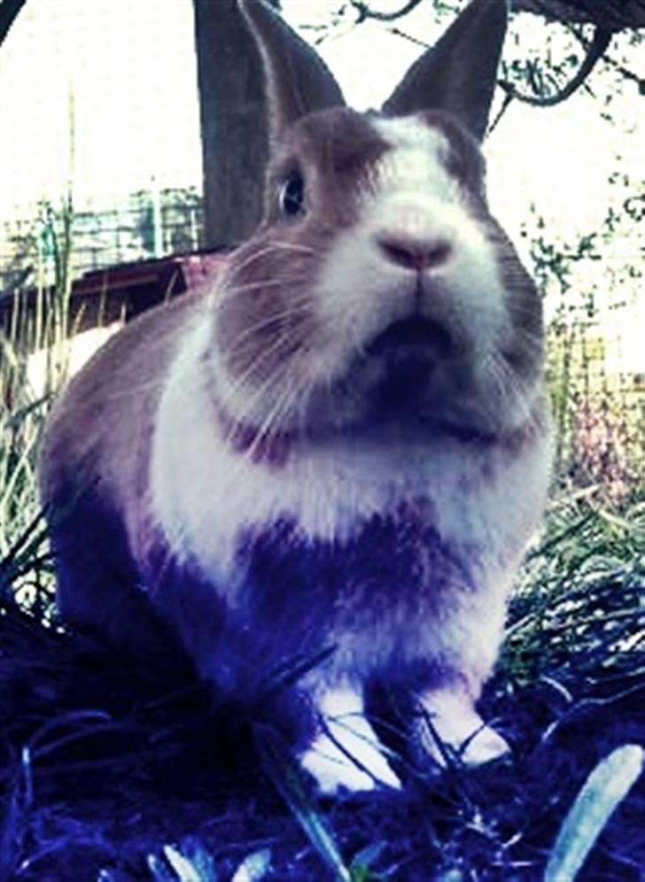 Kanin Cody - the Blue Eye <3 billede 6