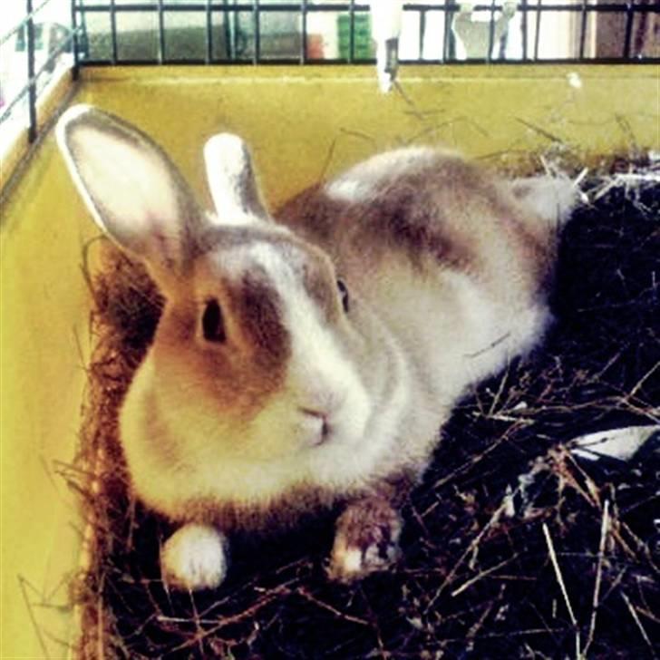 Kanin Cody - the Blue Eye <3 billede 7