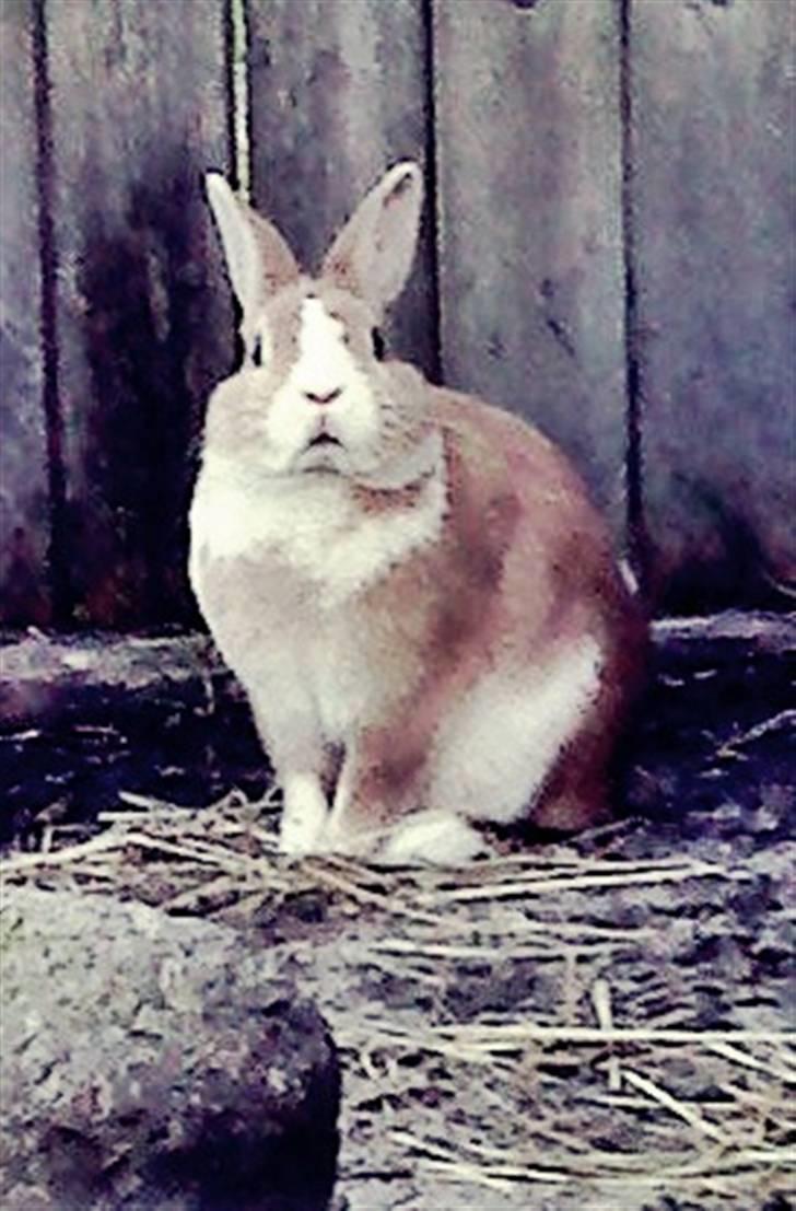 Kanin Cody - the Blue Eye <3 billede 9