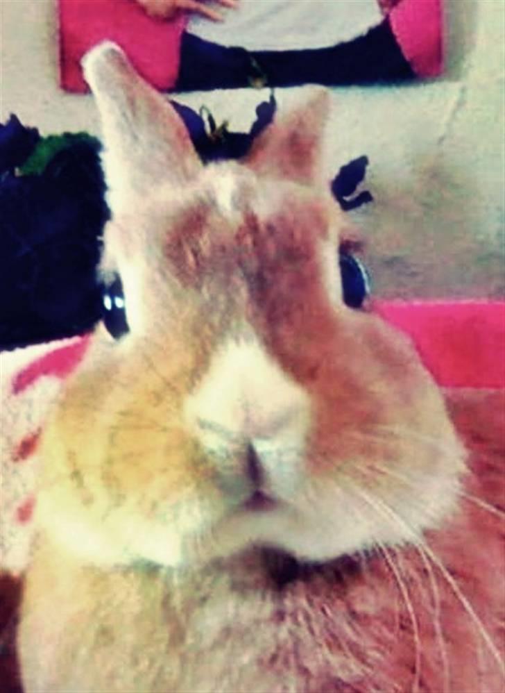 Kanin Kia <3 frækkerten billede 4