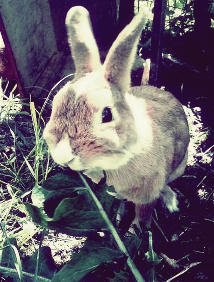 Kanin Kia <3 frækkerten billede 5